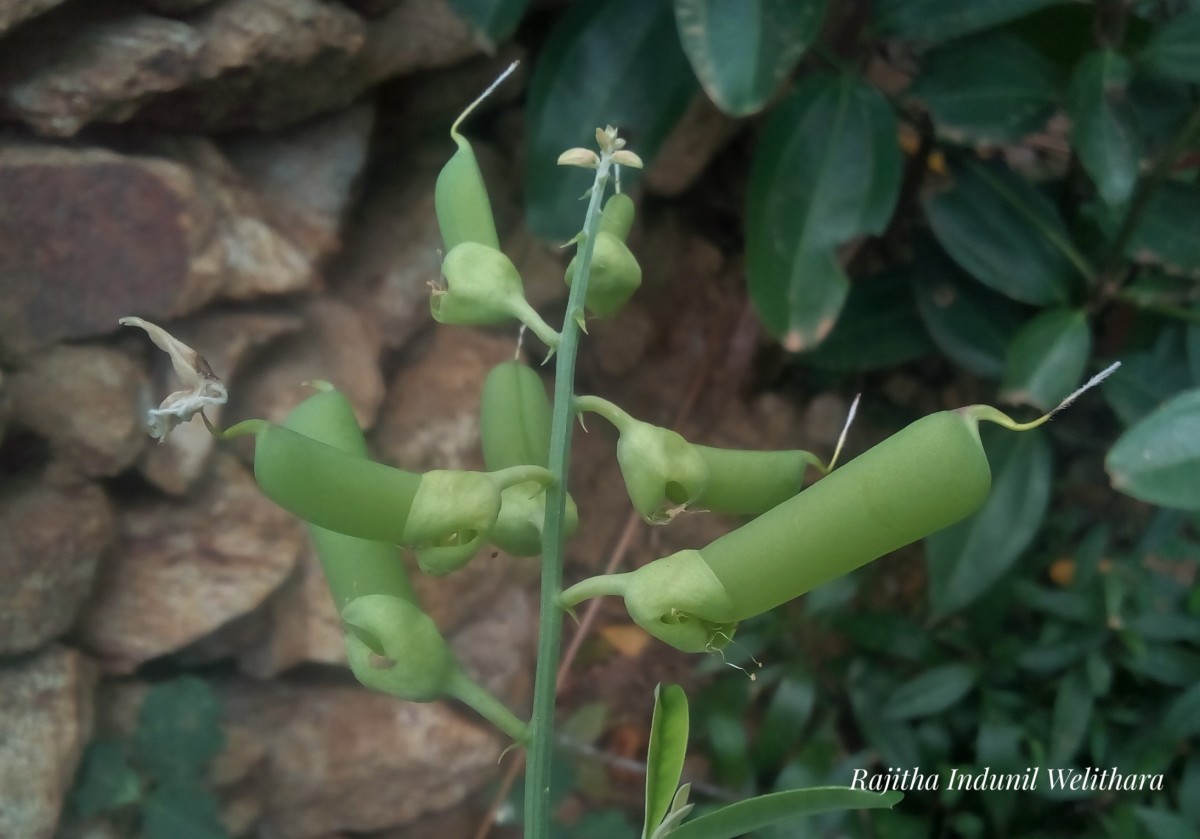 Crotalaria retusa L.